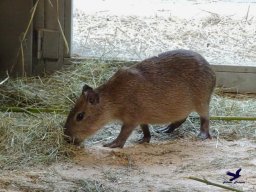 Tiergarten Schönbrunn am 24.02.2026